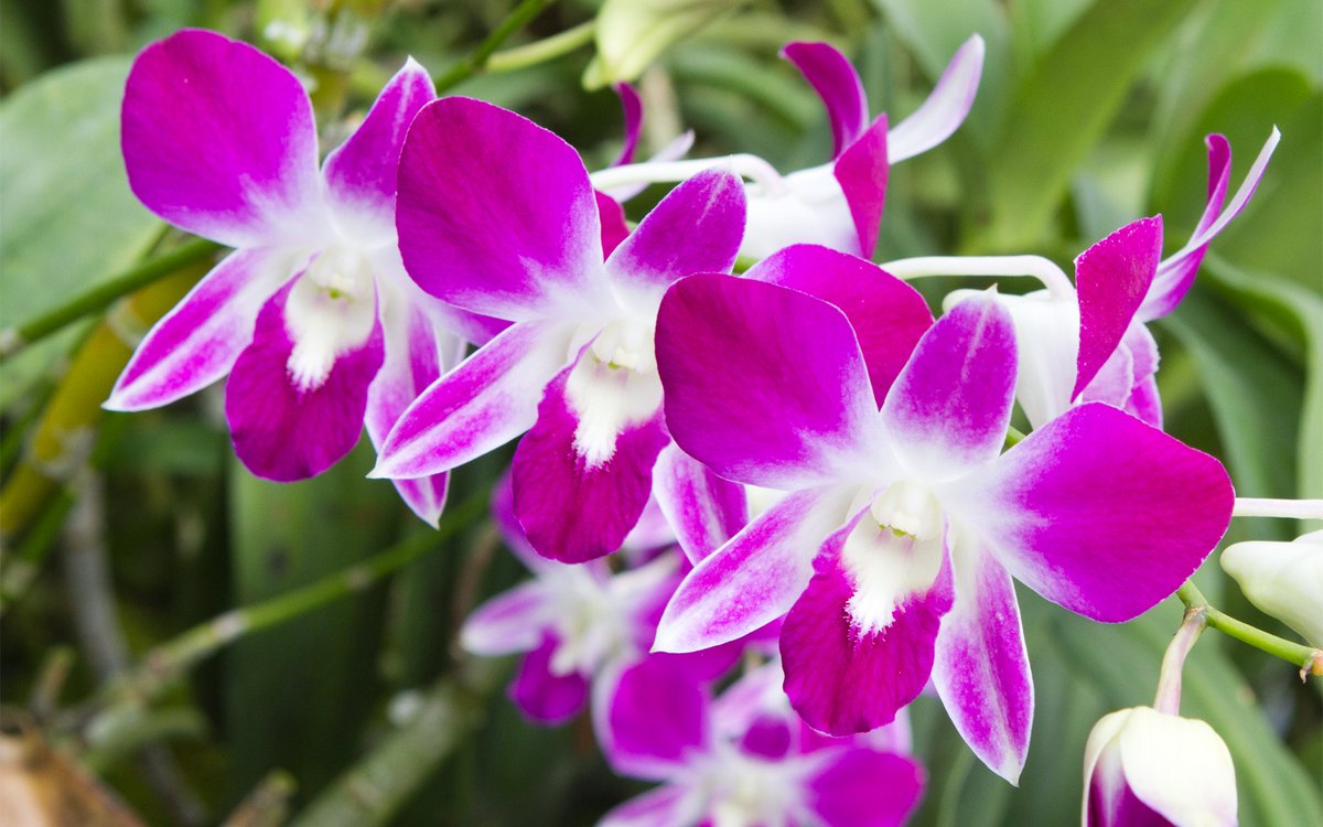 фаленопсис в природе. фаленопсис бернард.