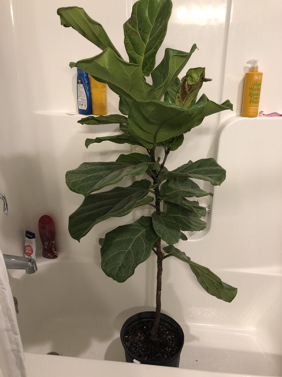 RebeccaSlatter7's tweet photo. I am a huge plant fan!! I just recently moved into my own apartment and before I bought any furniture I bought a bunch of plants instead. Here is my fiddle leaf fig 🌱 #SPCH100 https://t.co/srum7AaGAL