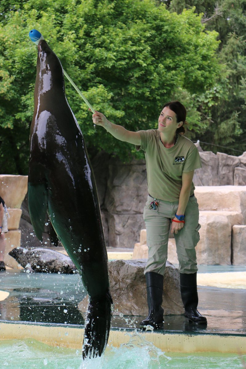 blankparkzoo's tweet photo. When you have trainers as great as ours... any “fin” is possible. 😉 #WorldSeaLionDay https://t.co/c57GEEfHMU