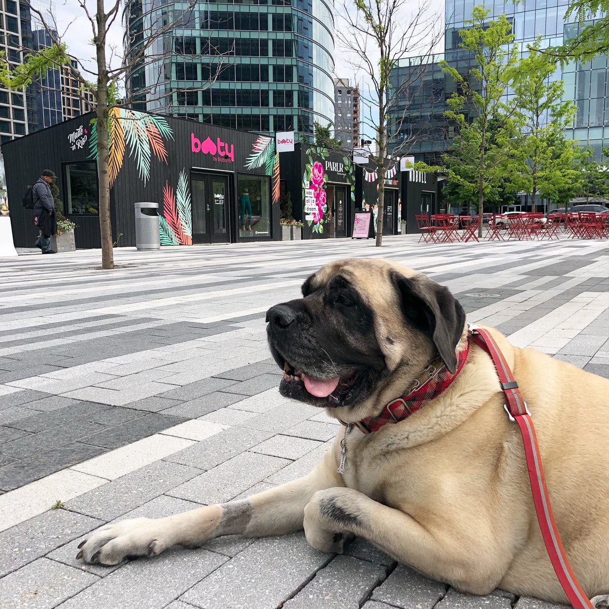 MorganMastiff's tweet photo. Chillaxin and hooman watching 😬😍 becuz I feeeeeeel better!!!  @seaportbos #seaportdogs #cancersucks #osteosarcoma #morganstrong #mastiffstrong #seaportboston #mastiff https://t.co/98A20Gwh9j