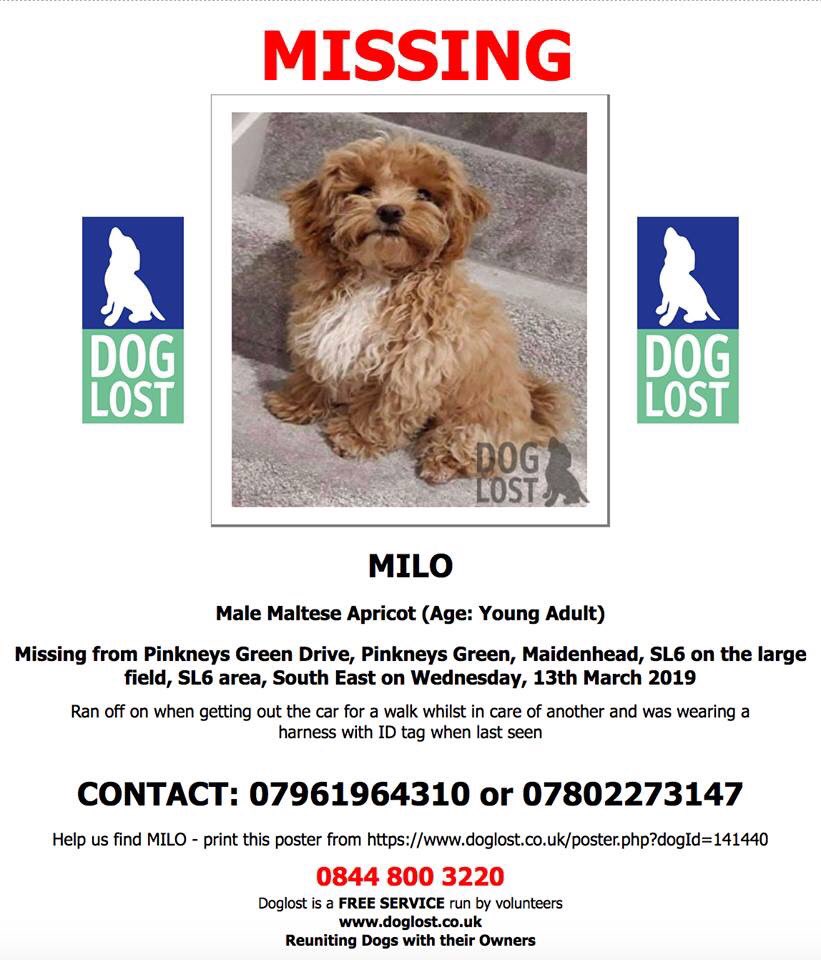 rosiedoc666's tweet photo. #bringMilohome 
SUNDAY 2/6/19 TWITTERSTORM 
There is a £5000 reward for the person who gets this little guy home 
Family are heartbroken 😞 so sad x
8-9 pm MILO STAY SAFE ANGEL 💔

https://t.co/FO5b94pOLY https://t.co/OOt56nH6No