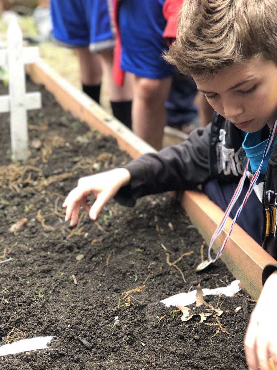 Our fourth-grade gardeners hard at work! 🌱🌿