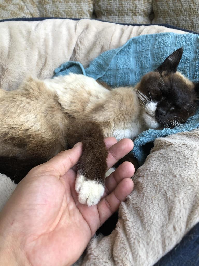 Goodbye my sweet little angel, thank you for the 21yrs of love you gave me 💙