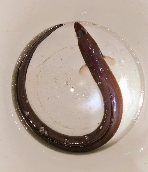 ウツボの釣り方をマスターしよう 仕掛けや釣れる場所 時期は キャンパーズ