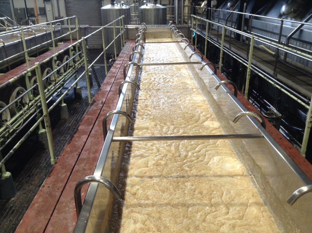 Another Pedigree fermentation finished, yeast ready for collection - original craft beer @MarstonsBrewery