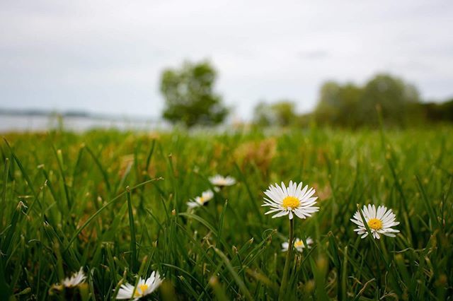 seekAnotherLife's tweet photo. Daisy daisy...
.
.
.
.
.
.
.
.
.
.
.
.
.
#photography #photooftheday #landscapephotography #landscape #createxplore #discoverearth #instatravel #instatravelling #igtravel #canon #canon_photos #canonphotography #pictureoftheday #photographylovers #photogr… https://t.co/9ktAvllzME https://t.co/wSJS2BnjPO