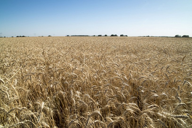 SuperCampoTW's tweet photo. #Mercados | Brasil importaría 5,5 millones de tn de trigo en 2020
El anuncio se realizó durante una #reunión con #ABITRIGO, en San Pablo, presencia de funcionarios del Gobierno y de agroindustria de Buenos Aires.
https://t.co/Srdx0wB0e4 https://t.co/1ti1FftSHx
