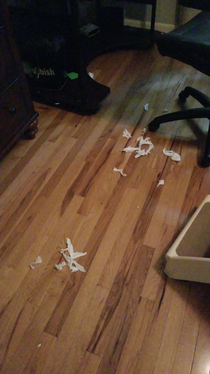 Cathy_Field's tweet image. My dog got into my rubbish &amp;amp; chewed up a Kleenex because I wouldn't take him in the car with me. And now he's eating his gourmet grain-free food like a boss. I should save $$ &amp;amp; buy him paper products. #kidding #lovemydog #ordoI #dogmommy