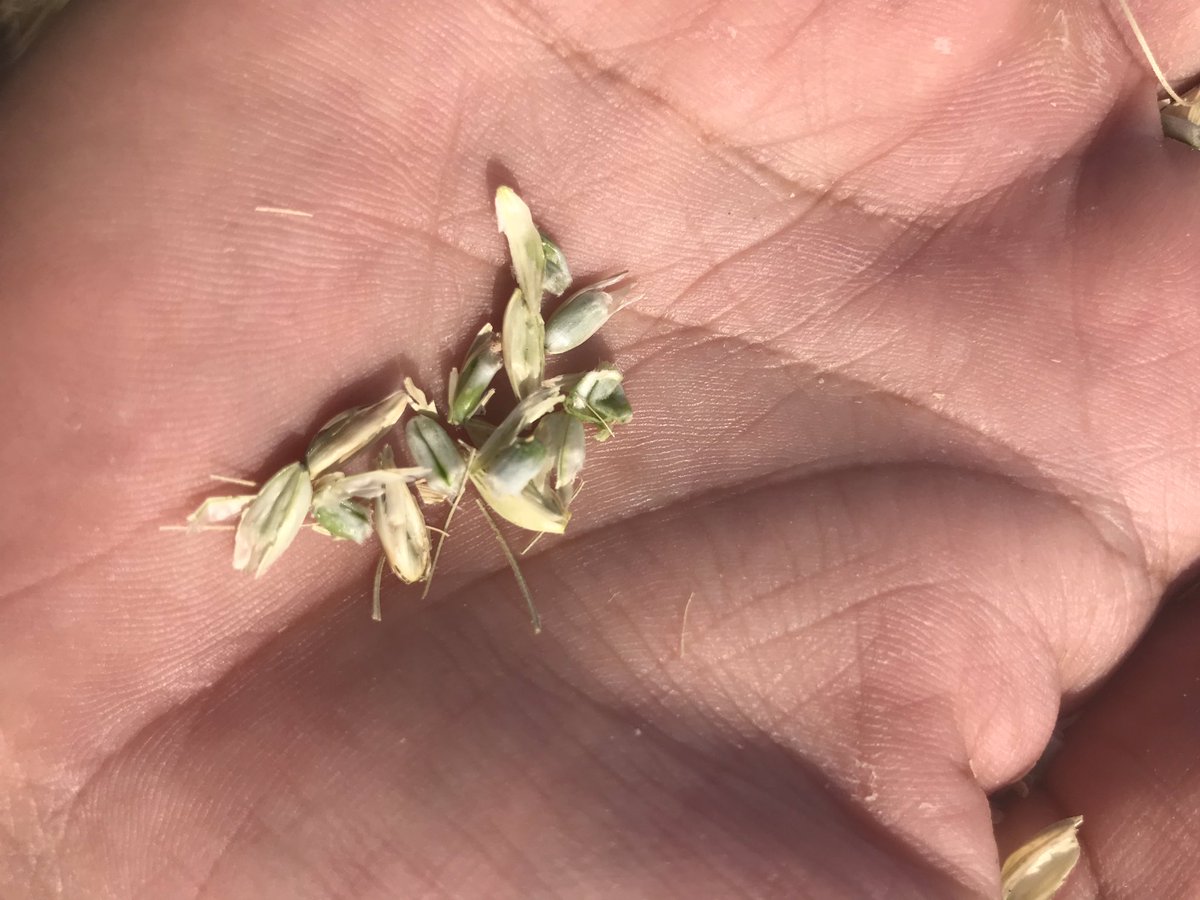Several <a href="/KansasWheat/">KansasWheat</a> fields are drowning out prematurely (1/2 berry to watery ripe stages) due to excessive moisture and waterlogged conditions. Large patches within fields just turning white with nearly potential in many cases. Saw this from Barton/Pratt to Harvey counties today