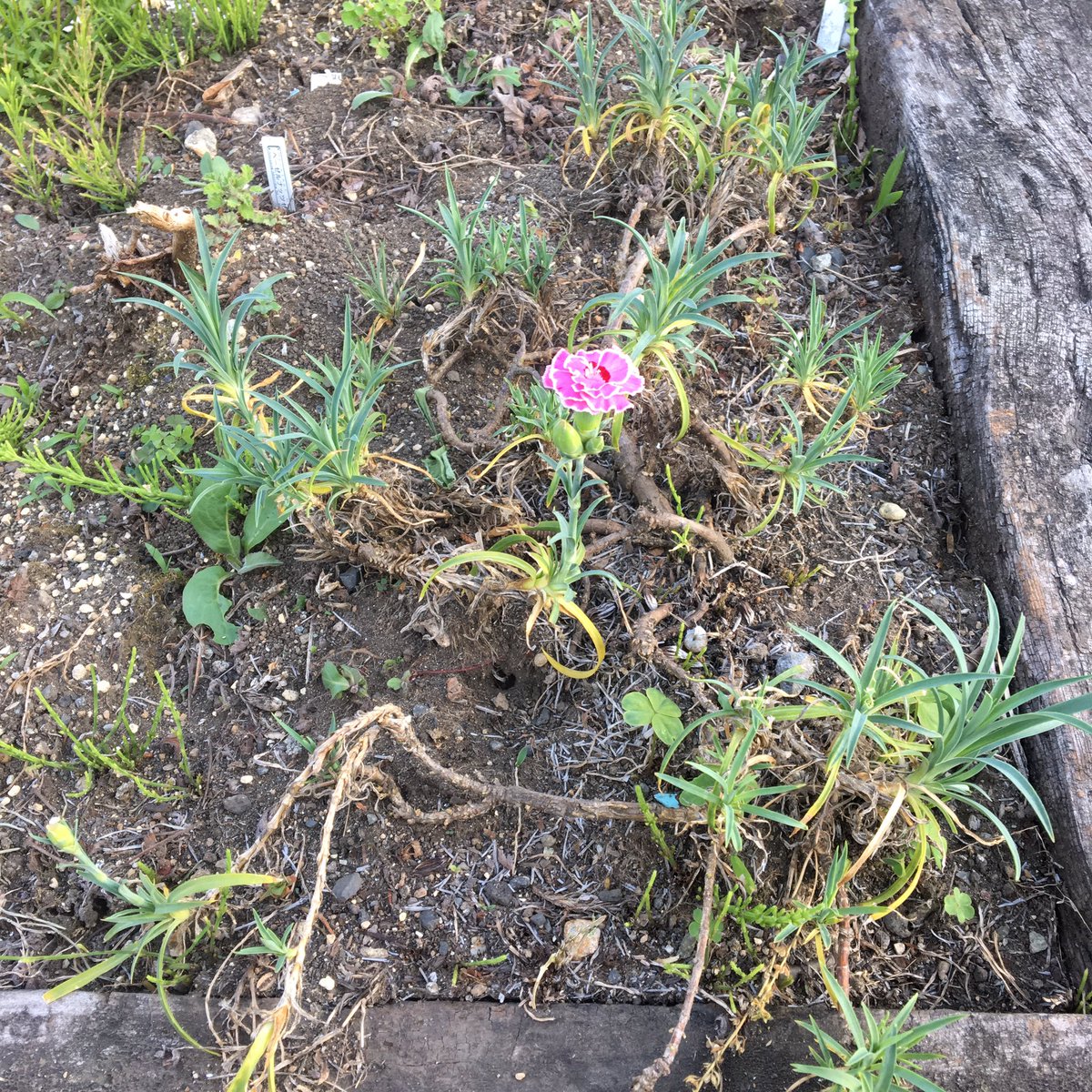 たーちゅー A Twitter 我が家の地植え カーネーション が花を咲かせました まだ幾つか咲きそうです カーネーション オランダセキチク ジャコウナデシコ 麝香撫子 初夏 自宅庭 ガーデニング 花 初夏の花 花のある暮らし 花のある生活 花木 草花