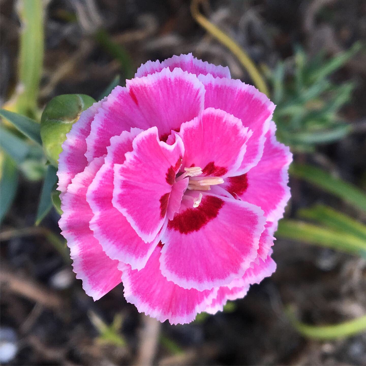 たーちゅー A Twitter 我が家の地植え カーネーション が花を咲かせました まだ幾つか咲きそうです カーネーション オランダセキチク ジャコウナデシコ 麝香撫子 初夏 自宅庭 ガーデニング 花 初夏の花 花のある暮らし 花のある生活 たーちゅー A Twitter 我が家の地植え カーネーション が花を咲かせました まだ幾つか咲きそうです カーネーション オランダセキチク ジャコウナデシコ 麝香撫子 初夏 自宅庭 ガーデニング 花 初夏の花 花のある暮らし 花のある生活
