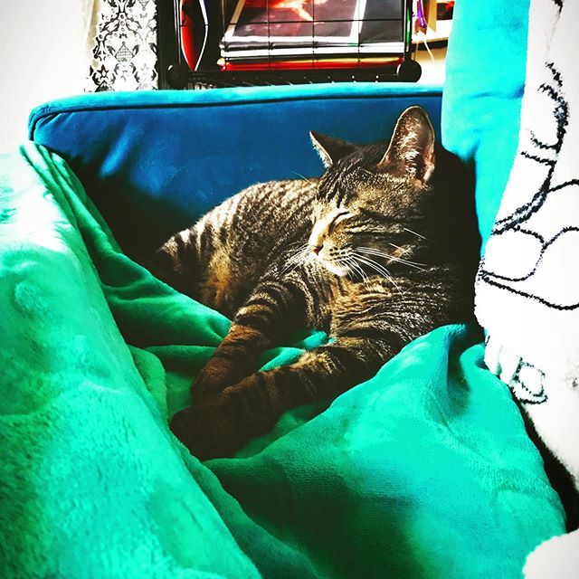 Title9Comedy's tweet image. Kyle is being a good nurse, and has only nipped me once for kicking him in my sleep. My face is still numb, and my head is throbbing a little, but my jaw no longer has its own heart beat and my whole mouth doesn’t hurt! #byebyewisdomtooth #catnurses #1do… bit.ly/2HMy67O