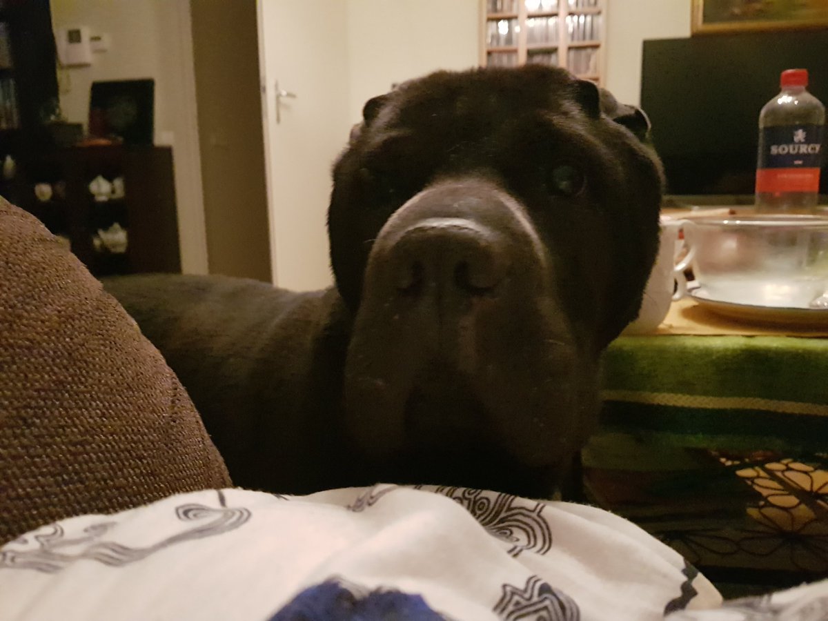 Keeka On Twitter Sends Dog To Bedroom Me Lying On Couch Oh I
