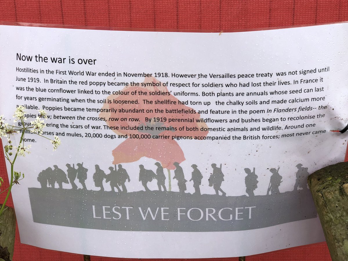 The finished pallet garden - now the war is over ... which shows the fields regenerating after the destruction of WW1 @gardeningscotland #ourbloom