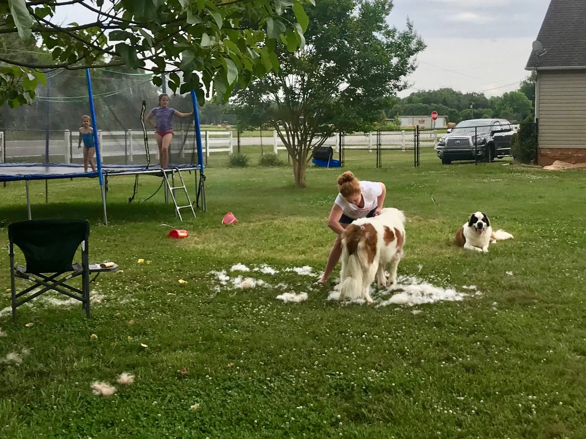 JonWelbornNC's tweet photo. Well that wasn’t a polar bear after all...
#WelbornDogs https://t.co/NkCqd6y4W1