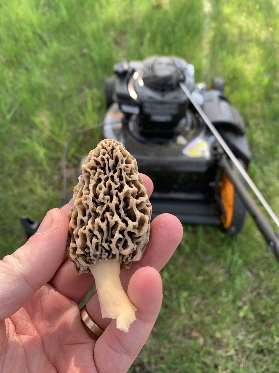 I guess I should spend more time doing yard work and less time looking for mushrooms.