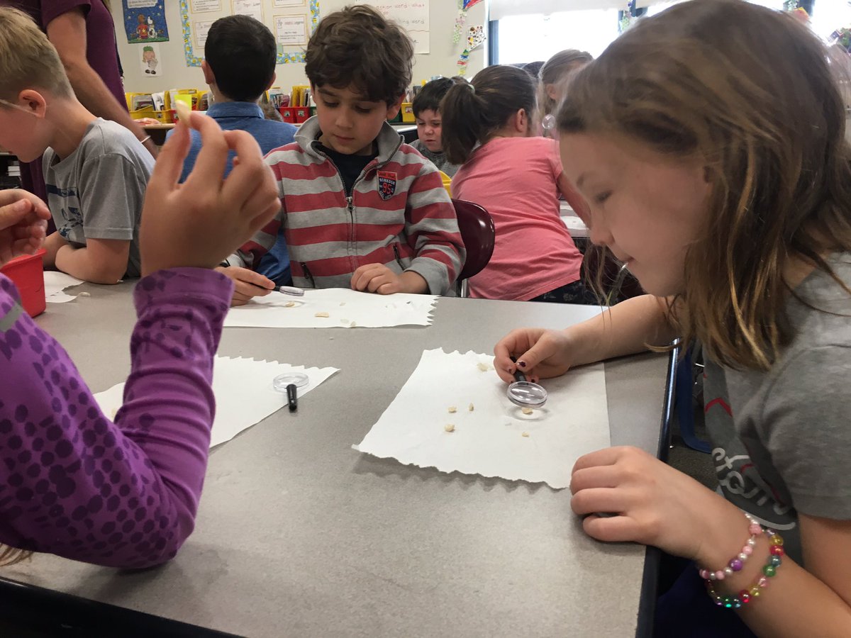 First grade scientists exploring seeds! #oakststories