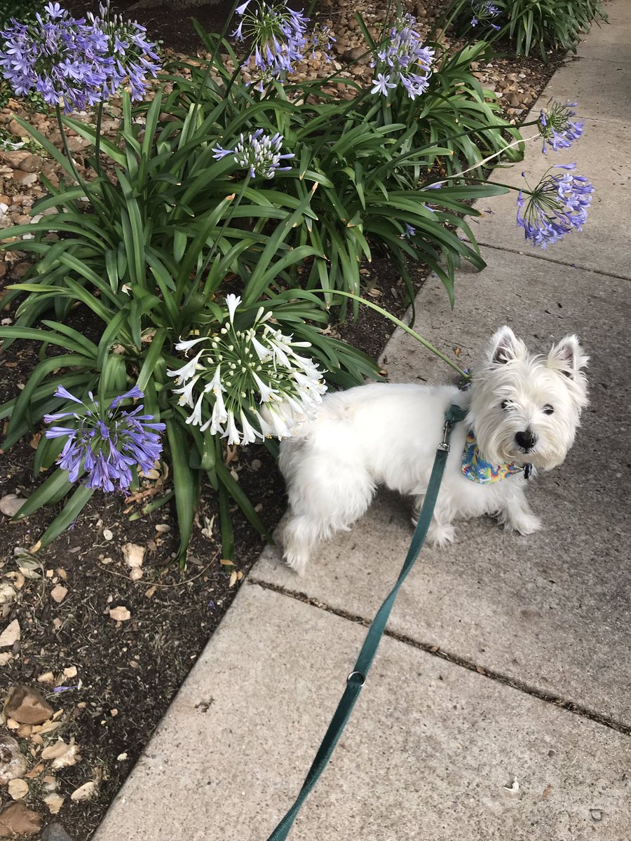 EnzoWestie's tweet photo. Spiky purple #floofs, @Maggarooo #westiesoftwitter #lifeinaustin https://t.co/bBFO781UqF