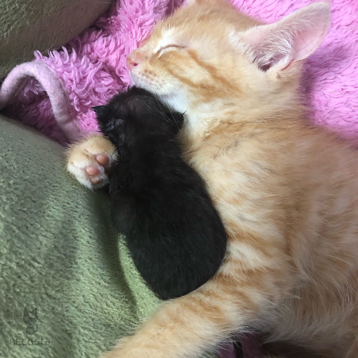 ট ইট র ねこすた 赤ちゃんを抱っこして寝ているうららくん うららちゃん 茶トラ