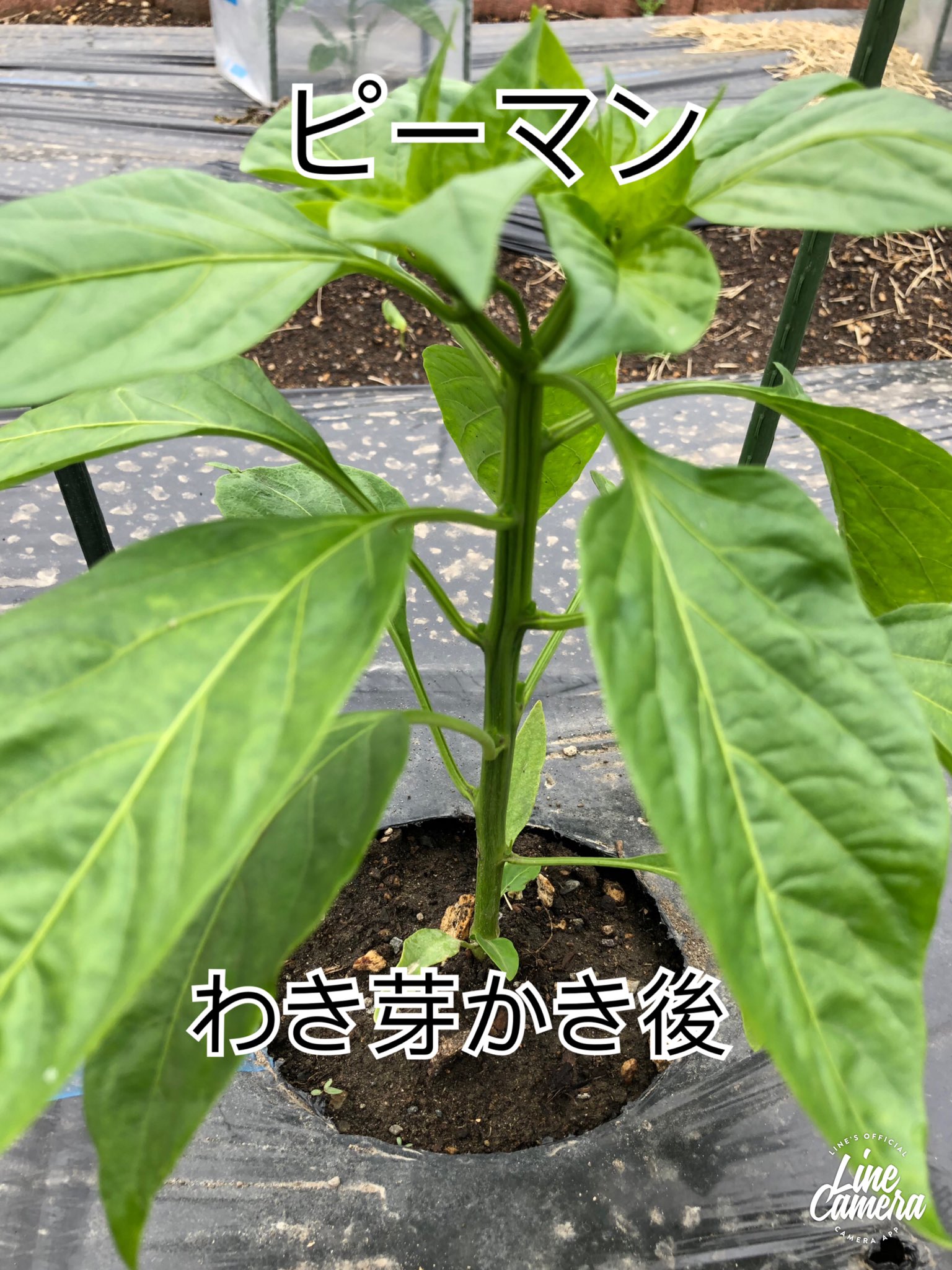 わき芽 Twitter Search Twitter