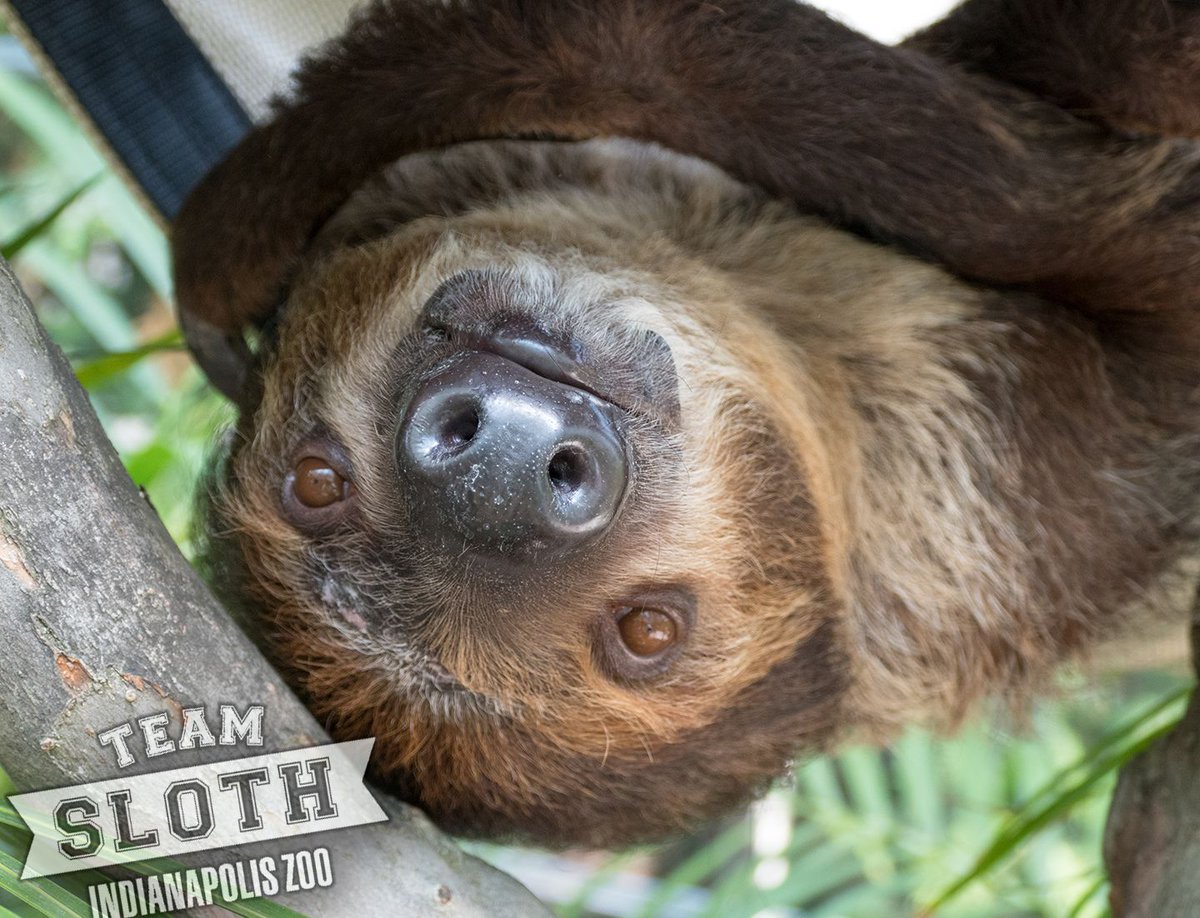 IndianapolisZoo's tweet image. With Harvey's help, #TeamSloth is starting the season in front by a nose! You can help #TeamSnake catch up. Come meet all the players &amp;amp; vote for your favorite after each visit. Learn more » bit.ly/2N29Ii1