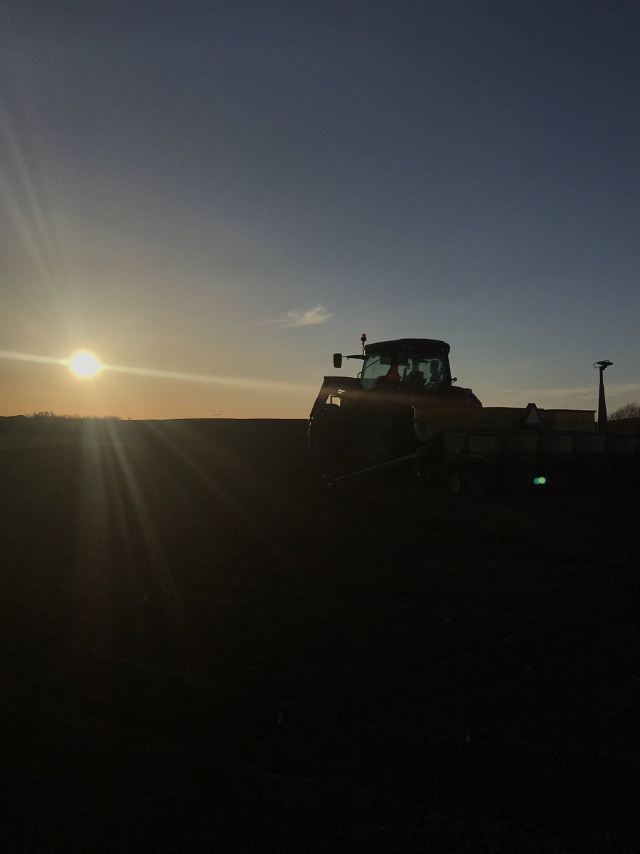 Beautiful evening planting corn.