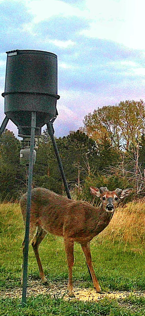 BLWilleford's tweet photo. Please fill out these bases! #growingtime #antlers #whitetail #deer https://t.co/NcbDE75MWt