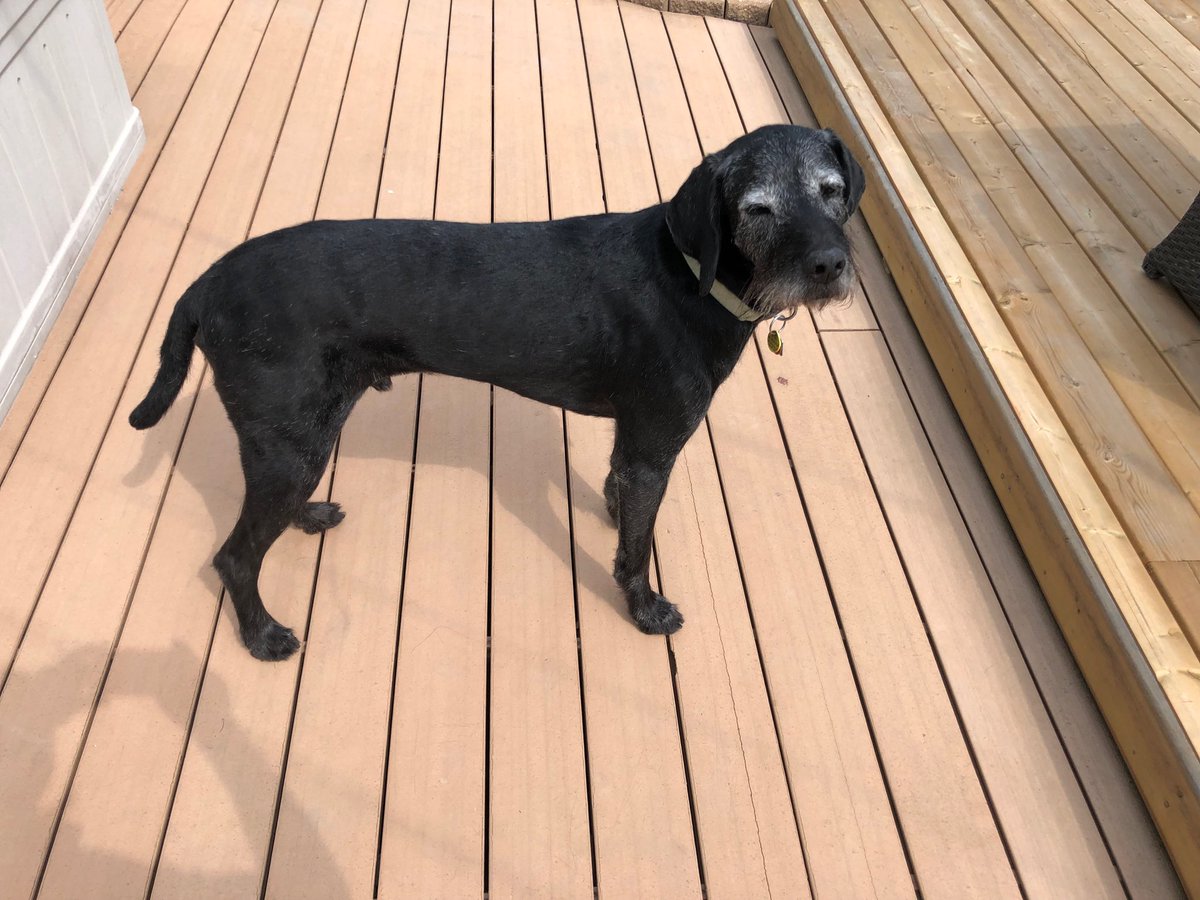 Thanks to #lisajowett my son #Beau is sleek and shiny as a seal👌👍 Thanks also to Barb Preukel for the introduction to Lisa; two experts in their field‼️‼️‼️
