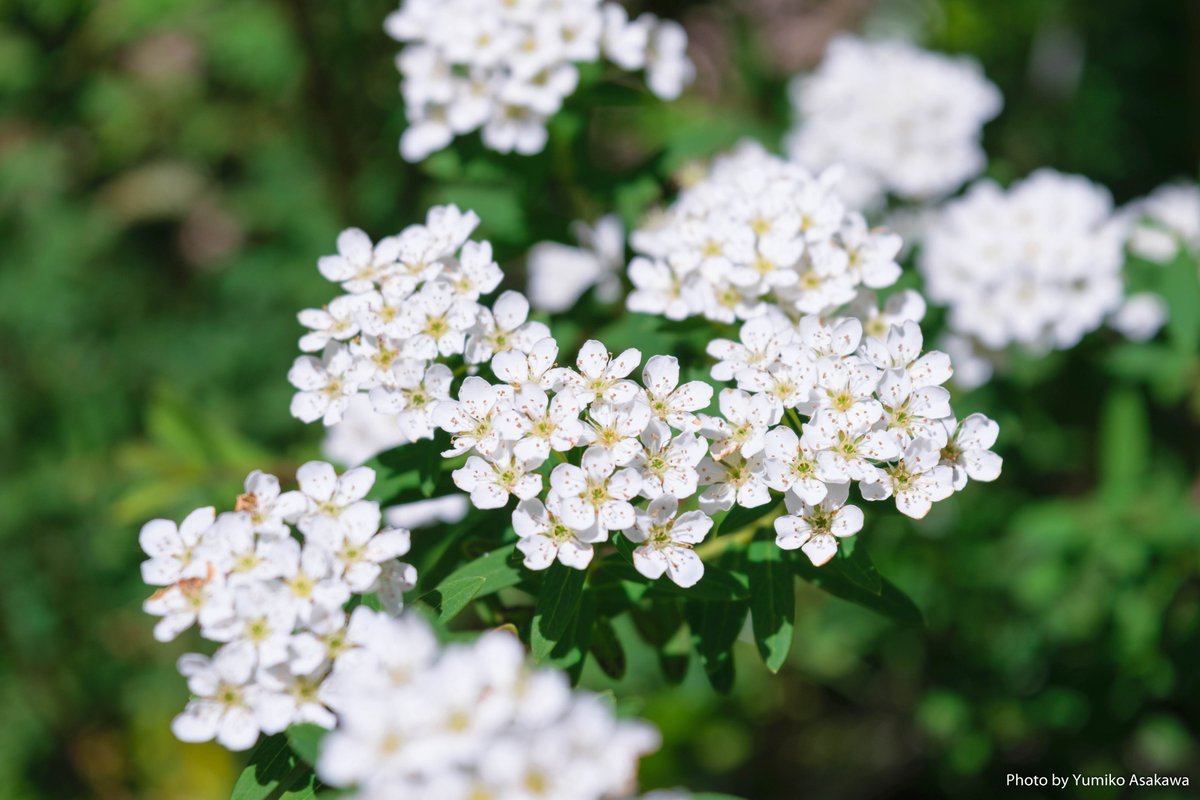 m2_yumiko's tweet image. トキワサンザシ(ピラカンサ)さん♪
まだまだきれいに咲いていました(^^♪

おはようございます♪
みなさま良い一日を(´∀｀*)

#トキワサンザシ #ピラカンサ #Firethorn #Pyracantha #花 #白 #flower #flora #flowerphotography #nikon