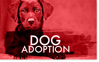 ARFAlberta's tweet photo. Less than 20% of dogs at #Alberta rescue shelters are puppies. That means 80% of adoptable dogs are older. While ARF is always looking for foster homes for both cats and dogs, we're currently in need of loving homes for older dogs.

Apply to be a foster: https://t.co/g4xySzp40F https://t.co/QQhgCTlQJS