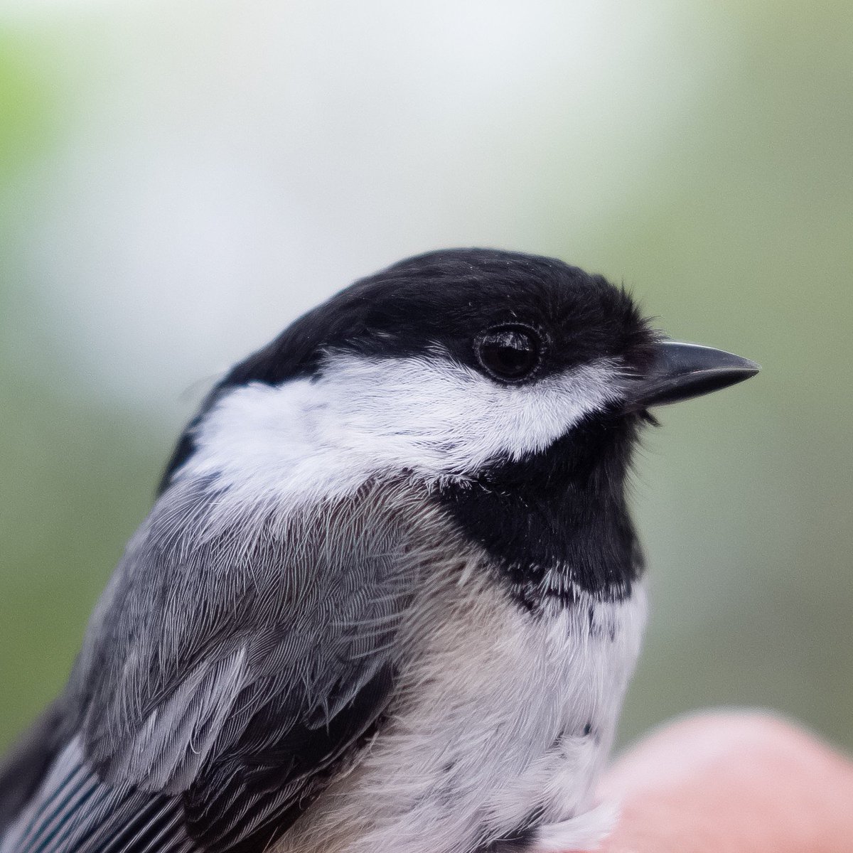 Though Black-capped Chickadees are non-migratory, many warblers will follow them when foraging. As a "nuclear" species in mixed-species foraging flocks, chickadees are watchful for predators like hawks and owls, and shout graded alarm calls that signal the level of danger nearby!