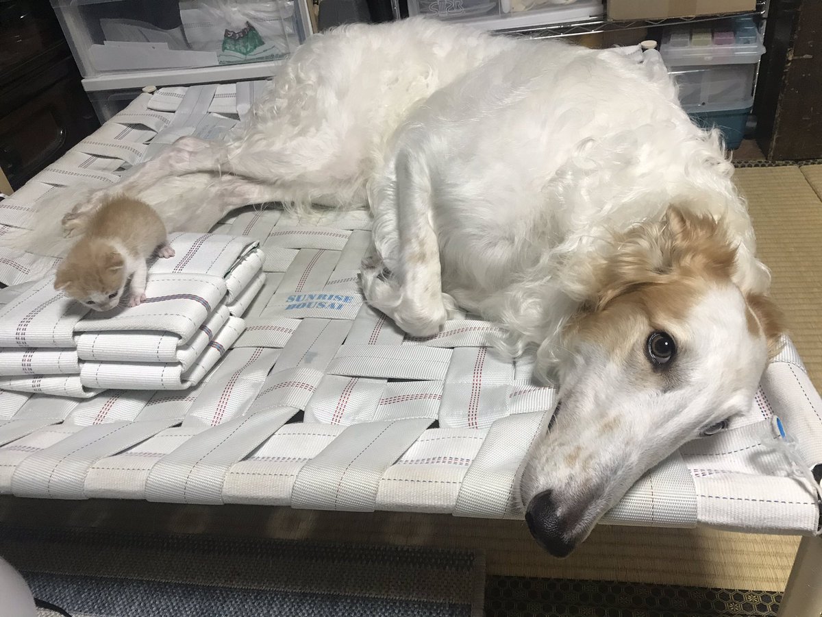 がんぼるぞい Borzoi 僕のベッドと猫ちゃんのベッド 一緒に寝ようね がんぼるぞい Translation My Bed And My Cat S Bed Let S Sleep With Me がんぼるぞい Borzoi 僕のベッドと猫ちゃんのベッド 一緒に寝ようね がんぼるぞい Translation My Bed And My Cat S Bed Let S Sleep With Me