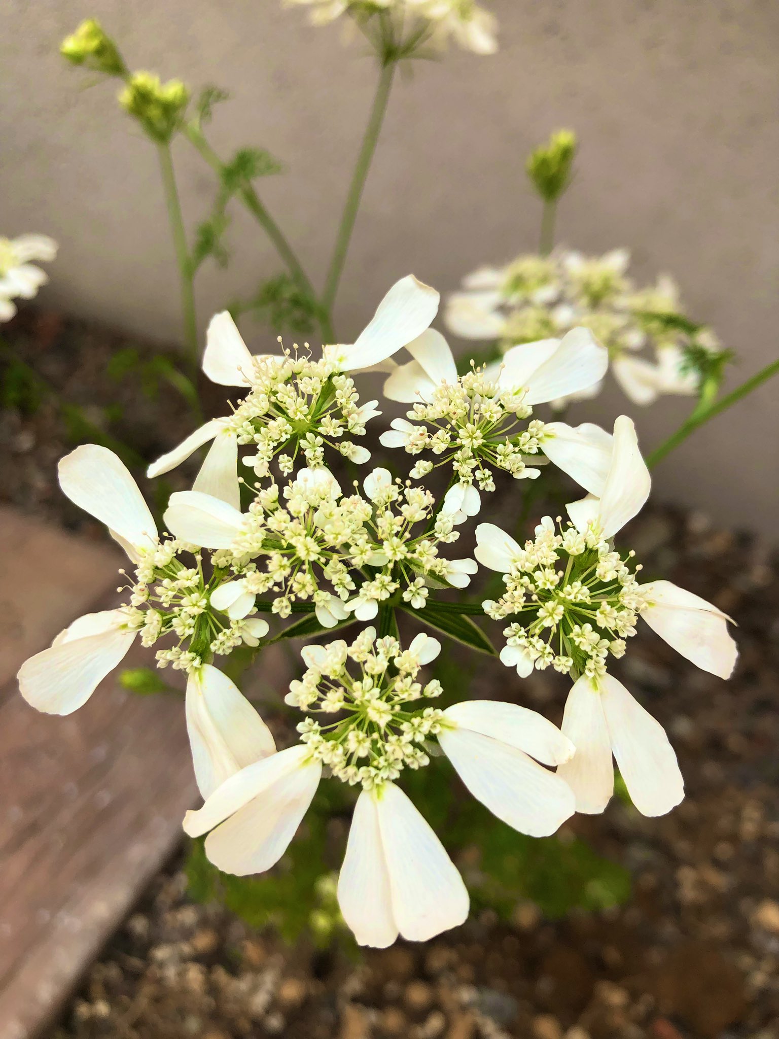 チキ クレマチス バイオレットエリザベス の2個目 3個目の花が咲いた カツオブシムシがたかってた オルレア はオルトラン撒いたら とりあえず居なくなったー クレマチス ミゼットブルー は葉がしおれて 立ち枯れ病 の症状が出るトラブル