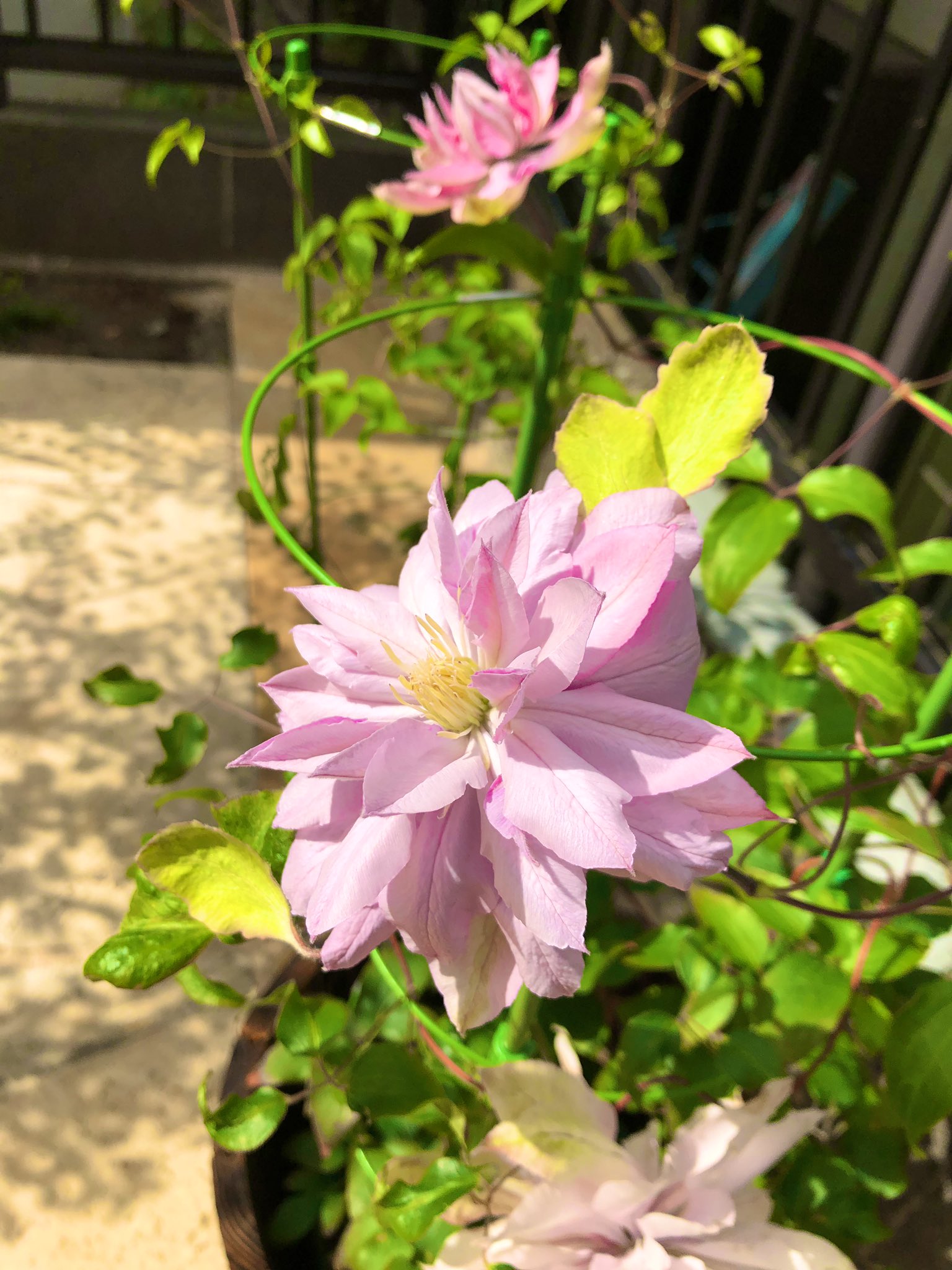 チキ クレマチス バイオレットエリザベス の2個目 3個目の花が咲いた カツオブシムシがたかってた オルレア はオルトラン撒いたら とりあえず居なくなったー クレマチス ミゼットブルー は葉がしおれて 立ち枯れ病 の症状が出るトラブル