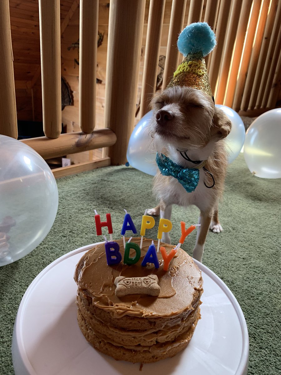 NikkieMcIntosh's tweet photo. I rescued him 1 year ago, so I threw him a little pawty 🎉🧡🐾🐕 https://t.co/rWoFxtLmNL