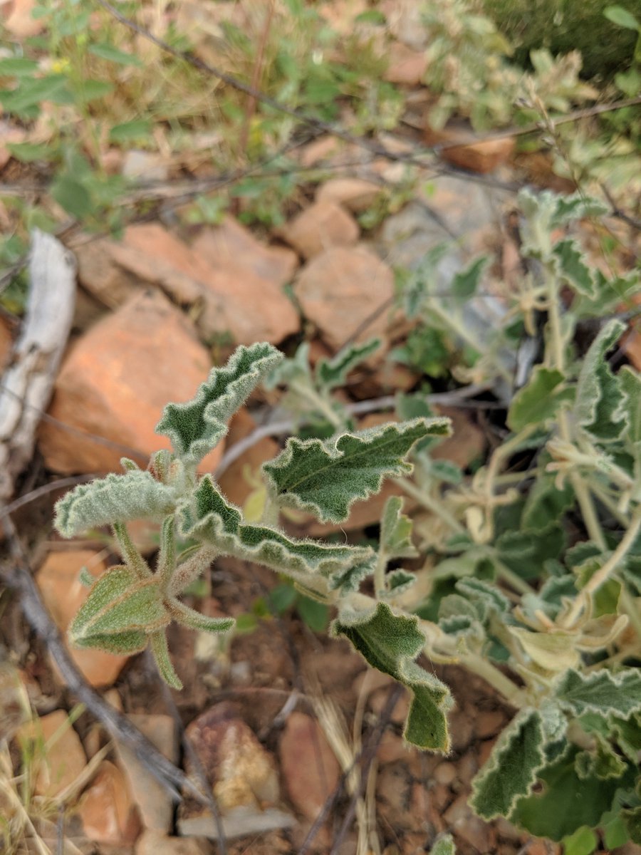toddmclay's tweet photo. Spent hours scrabbling on rocks around Mt Isa hunting Hibiscus and finally found two plants of this undescribed species with a really funky epicalyx. The view wasn't half bad either #hibiscushunter #ozplants https://t.co/SoYodCidt1