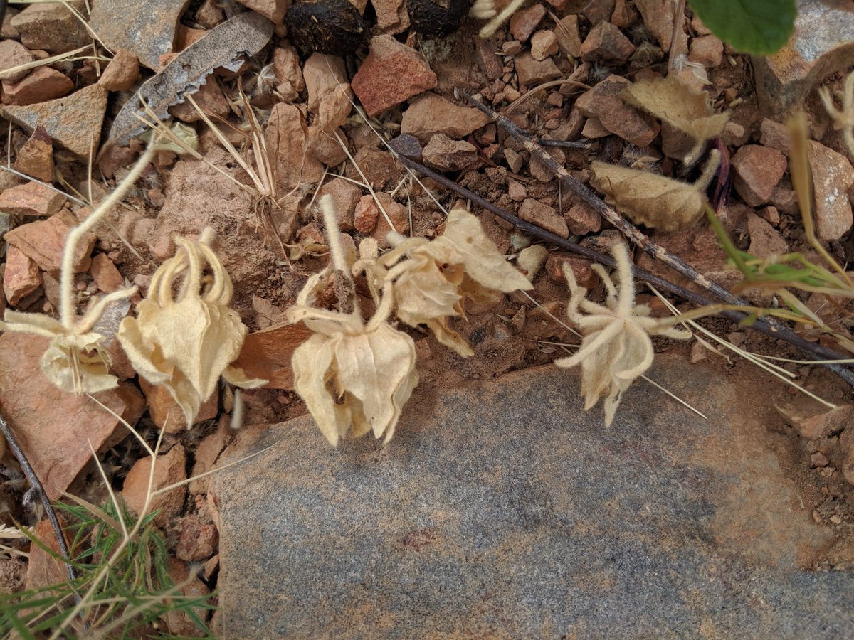 toddmclay's tweet photo. Spent hours scrabbling on rocks around Mt Isa hunting Hibiscus and finally found two plants of this undescribed species with a really funky epicalyx. The view wasn't half bad either #hibiscushunter #ozplants https://t.co/SoYodCidt1