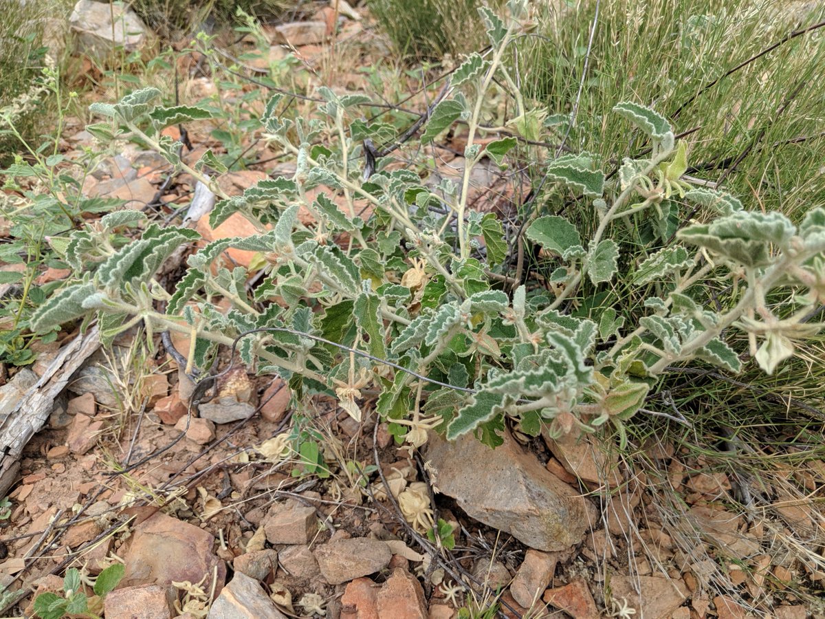 toddmclay's tweet photo. Spent hours scrabbling on rocks around Mt Isa hunting Hibiscus and finally found two plants of this undescribed species with a really funky epicalyx. The view wasn't half bad either #hibiscushunter #ozplants https://t.co/SoYodCidt1
