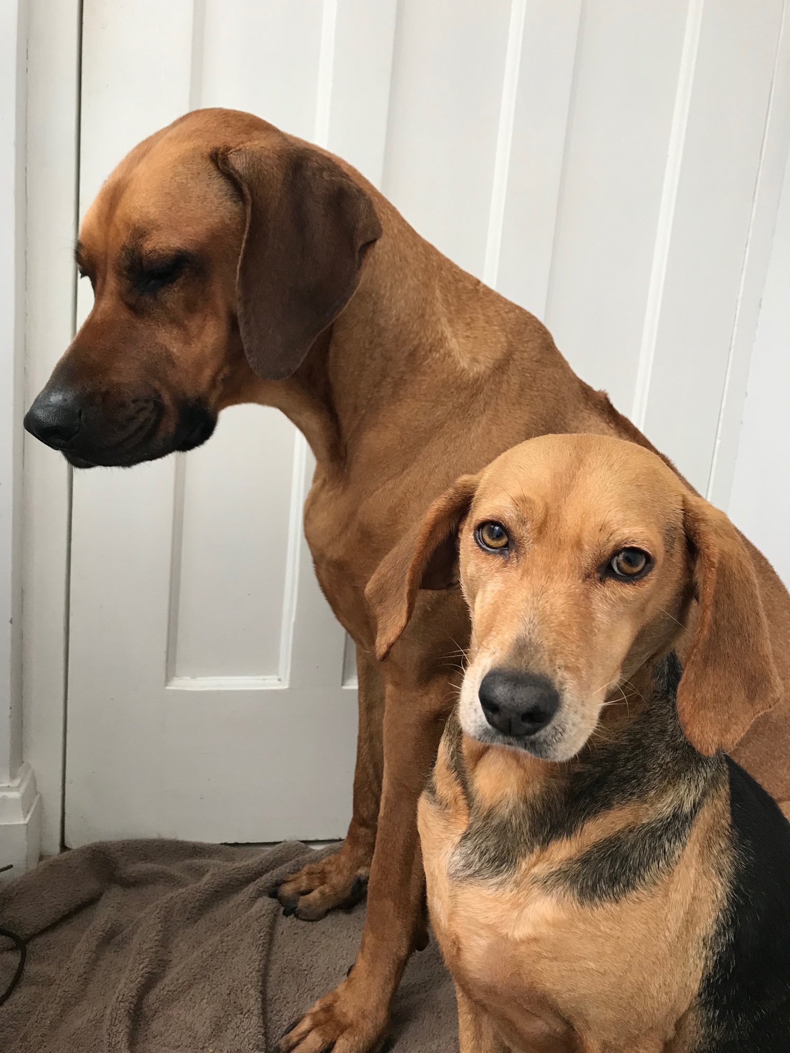 greek harehound is a mixed breed