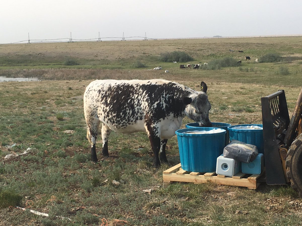 Gillian204's tweet photo. Couldn’t even wait to get it unloaded... she loves it! #feedinadrum Flaxlic Altosid for breeding and fly control. Available at your local Riverbend Co-op locations .@RiverbendCoop @steen_erin @TonyBritnell #skbeef #specklepark https://t.co/SvZmzOZkEa