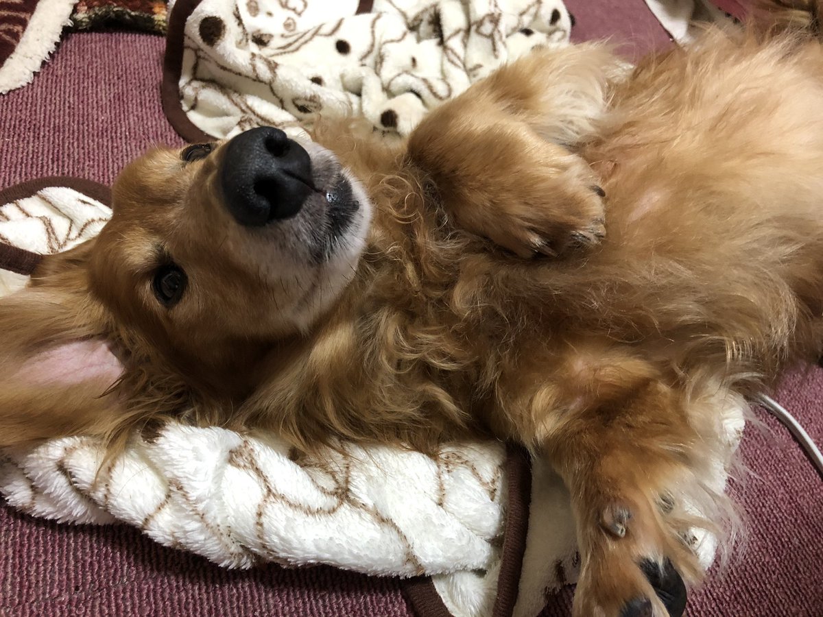 Twitter पर 丸々もりあき もう14歳のお爺さん犬 腹を撫でろと態度で示してくれる Twitter पर 丸々もりあき もう14歳のお爺さん犬 腹を撫でろと態度で示してくれる