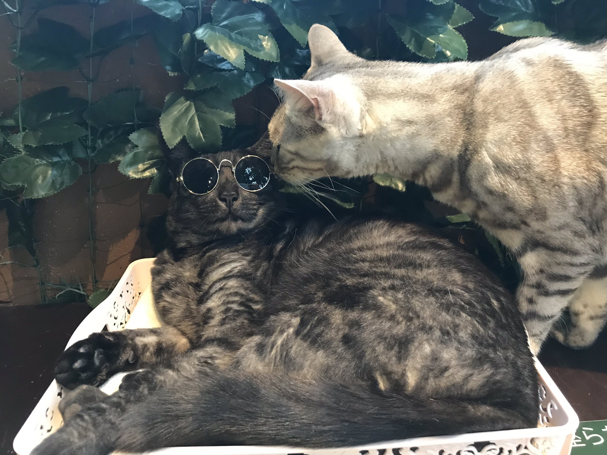 嚴島動物乃森 Auf Twitter おしゃれキャット 笑 おしゃれキャット サングラス 宮島 ねこ ひょうねこ フクロウ 厳島ひょう猫の森 ベンガル ベンガル猫 Cat Bengalcat Bengalcatsforest 猫好き 猫派 猫カフェ T Co W1ufnomcsw Twitter