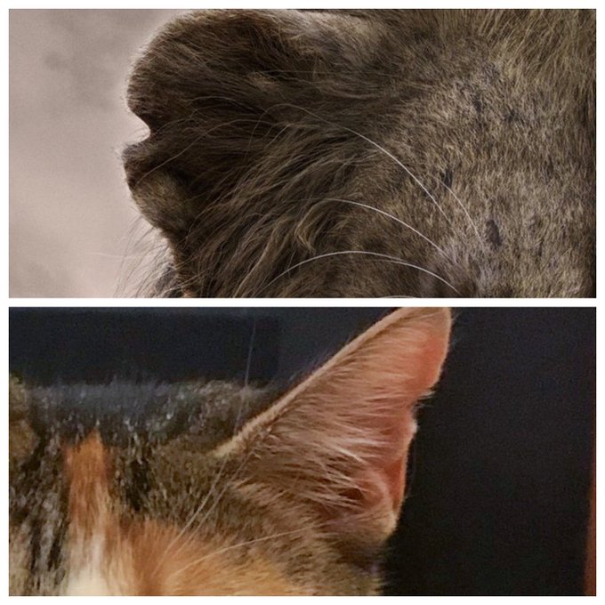 Those new poster drops for #TheLionKing are providing some fascinating insight into Trippa Doo&rsquo;s possible<a href="/tag/thelionking"class="tags">#TheLionKing</a>