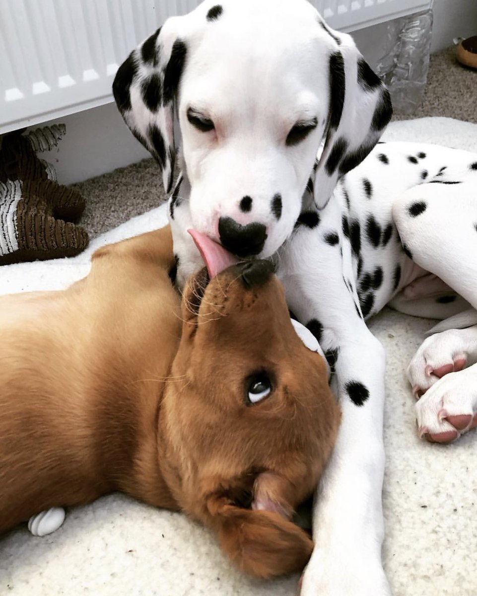 dog_rates's tweet photo. This is Boris and Doug. They’ve been best friends since the day they met. Boris likes to count Doug’s spots but always loses track. That’s ok Boris. Both 14/10 https://t.co/eEFTyqrkPM