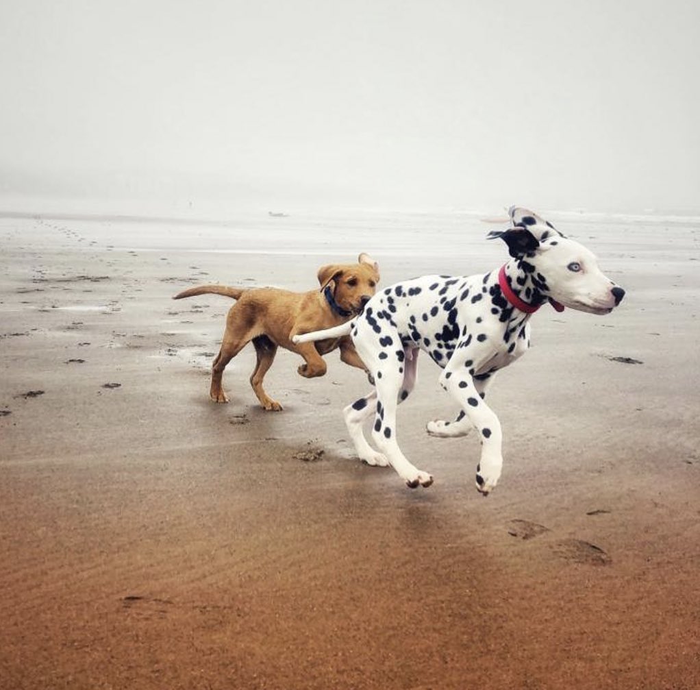 dog_rates's tweet photo. This is Boris and Doug. They’ve been best friends since the day they met. Boris likes to count Doug’s spots but always loses track. That’s ok Boris. Both 14/10 https://t.co/eEFTyqrkPM