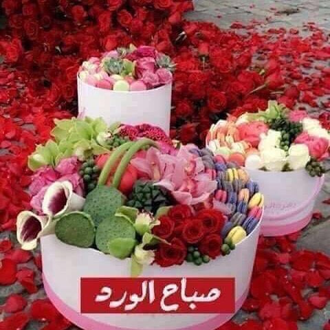 KaiadALshamri's tweet photo. "يارب, إجعلنا ممن رضيتَ عنهم وأرضيتهم, وتوكّلوا عليك فكفيتهم, وصبروا على قضائك فأثبْتهم, وشكروك فزدتهم, سألوك من كل نعيمَ جناتك فأجبتهم

"آمين يارب" 🍃 https://t.co/bfhmKlnYQp