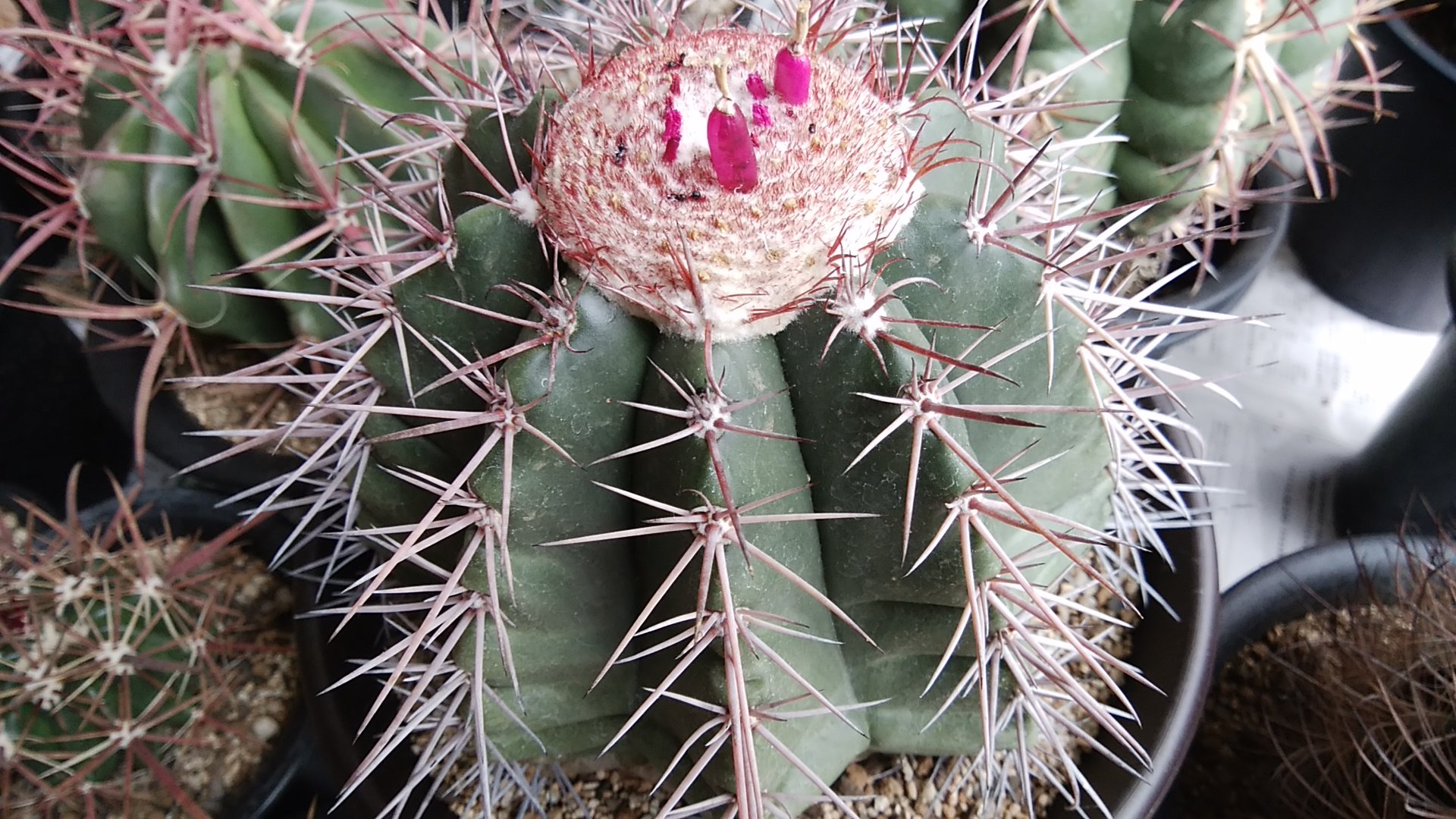 鈴木 植替え後も実がニョキニョキのメロカクタスｓｐ 黒い粒 種 が見えますが ファッ ンナメクジ野郎が実を食いやがったから P D Q サボテン メロカクタス 名札落ち T Co Elzs1kqjk1 Twitter