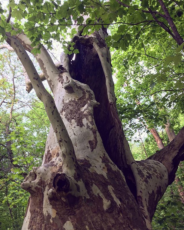 Sculpture 🌳 .
.
.
.
.
.
.
.
#landscapephotography #awesome_earthpix #canada #uncalculated #big_shotz #mkexplore #theimaged #artofvisuals #master_shots #lifeofadventure #exploretocreate #beatifuldestinations #earthfocus #livefolk #greatnorthcollective… bit.ly/2WbpSPk