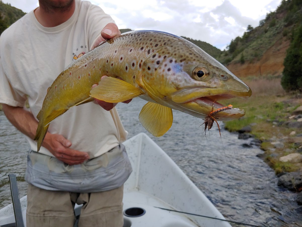 The Colorado Angler tweet media