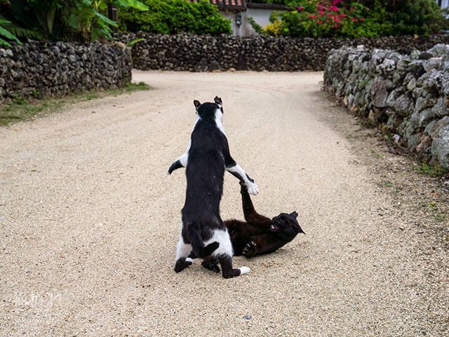 neko_ore's tweet photo. ボディ・プレスいきます😼
#猫 #外猫 #島猫 #竹富島 #taketomi #taketomiisland #instacat #streetphotography #catphoto #catlover #bodypress #bodysplash https://t.co/KEUwK9SYUm https://t.co/eypMaj091G